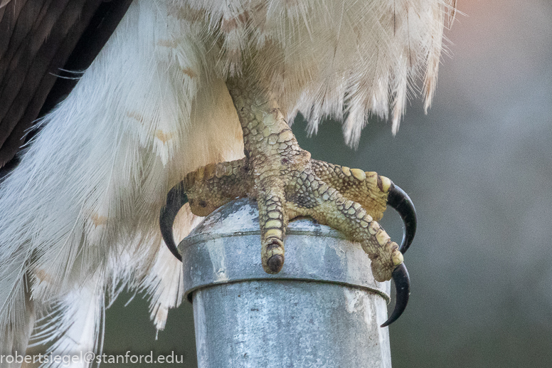 red-tailed hawk